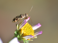 Neopamera bilobata