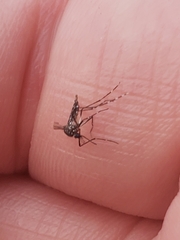 Aedes albopictus