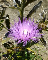 Cirsium
