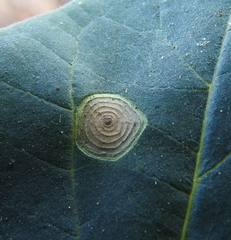 Alternaria