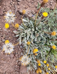 Raillardella argentea