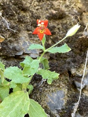 Erythranthe cardinalis