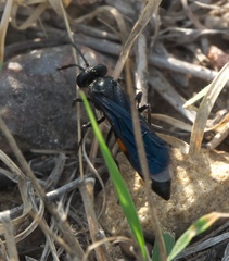 Stizoides renicinctus