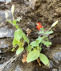 Erythranthe cardinalis