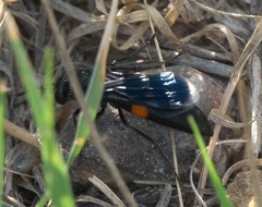 Stizoides renicinctus