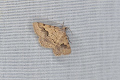 Frederickia s-signata