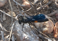 Stizoides renicinctus