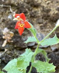 Erythranthe cardinalis