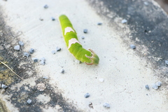 Polyura delphis