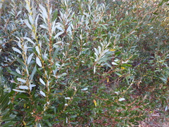 Salix lasiolepis