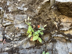 Erythranthe cardinalis