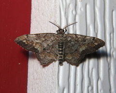 Hypagyrtis