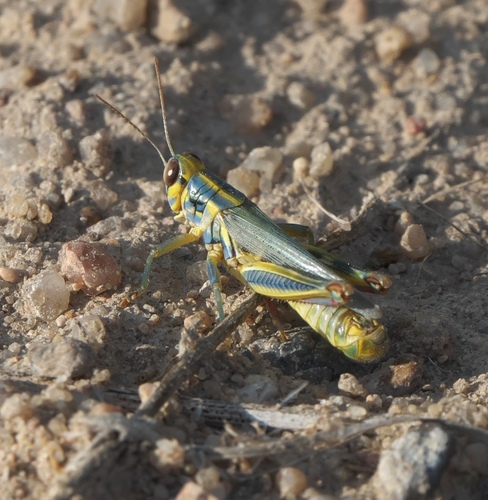 Red-legged grasshopper
