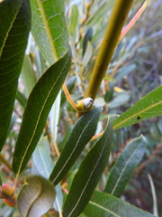 Salix lasiolepis
