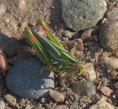 Hesperotettix viridis viridis
