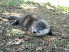Aonyx capensis capensis