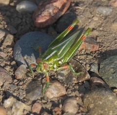 Hesperotettix viridis viridis