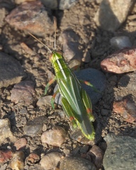Hesperotettix viridis viridis