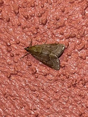 Achyra rantalis