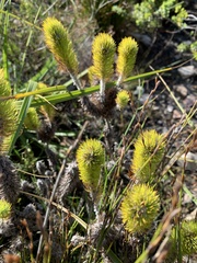 Aspalathus alopecurus