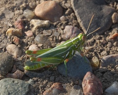 Hesperotettix viridis viridis