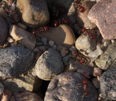 Pogonomyrmex barbatus