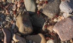 Pogonomyrmex barbatus