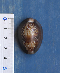 Monetaria caputserpentis