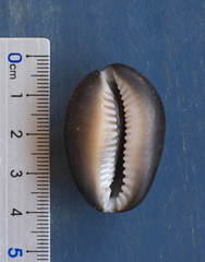 Monetaria caputserpentis