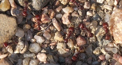 Pogonomyrmex barbatus
