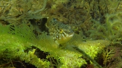 Hexagrammos stelleri