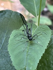 Pelecinus polyturator