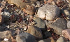 Pogonomyrmex barbatus