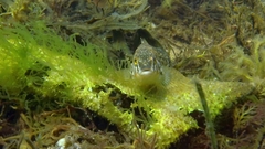 Hexagrammos stelleri