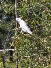 Cacatua galerita