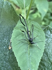 Pelecinus polyturator