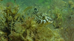 Hexagrammos stelleri