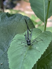 Pelecinus polyturator