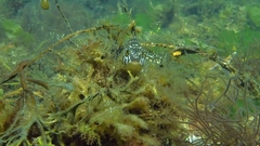 Hexagrammos stelleri