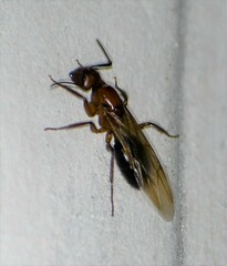 Camponotus atriceps