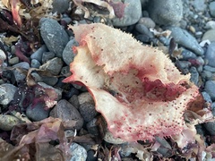 Chondracanthus exasperatus