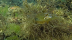 Hexagrammos decagrammus