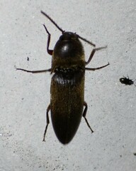 Diplostethus