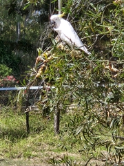 Cacatua galerita