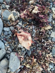 Chondracanthus exasperatus