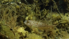 Hexagrammos decagrammus