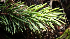 Abies lasiocarpa