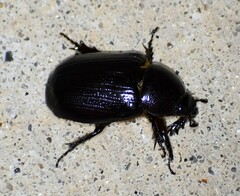 Pentodontini