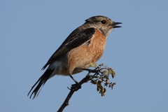 Saxicola torquatus