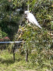 Cacatua galerita